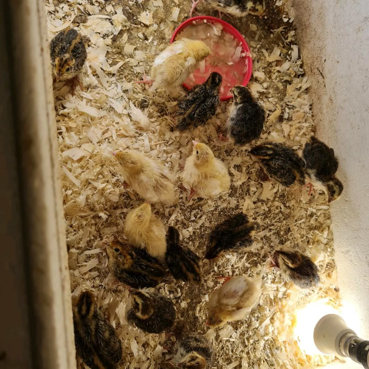Quail - Image 3