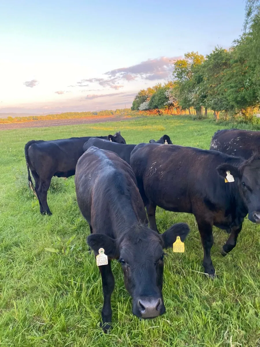 Cattle - Image 1