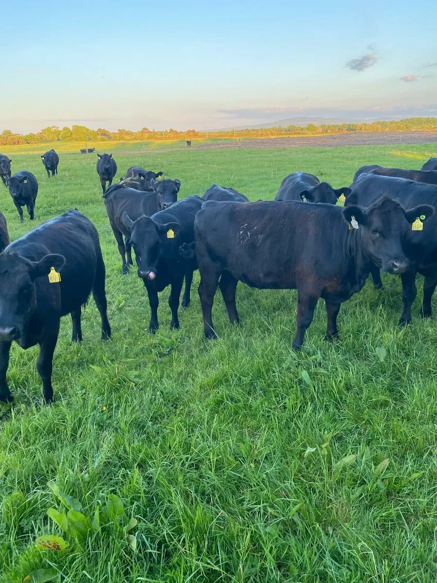 Cattle - Image 2