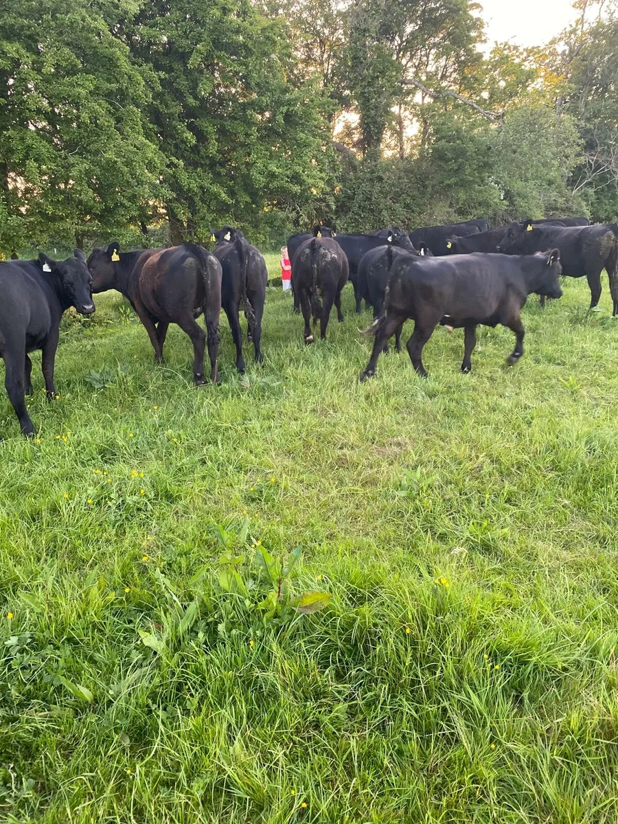 Cattle - Image 3