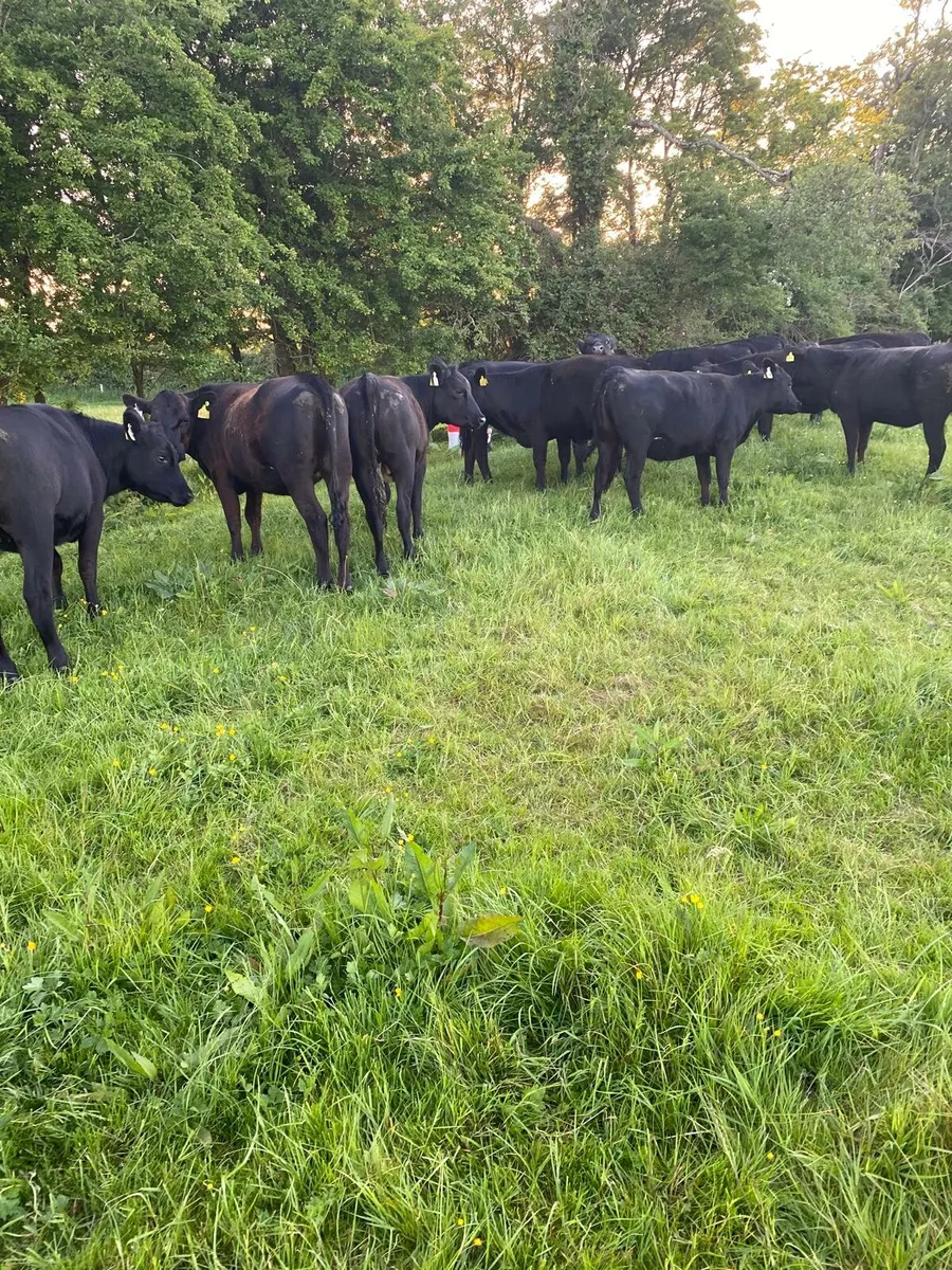 Cattle - Image 4