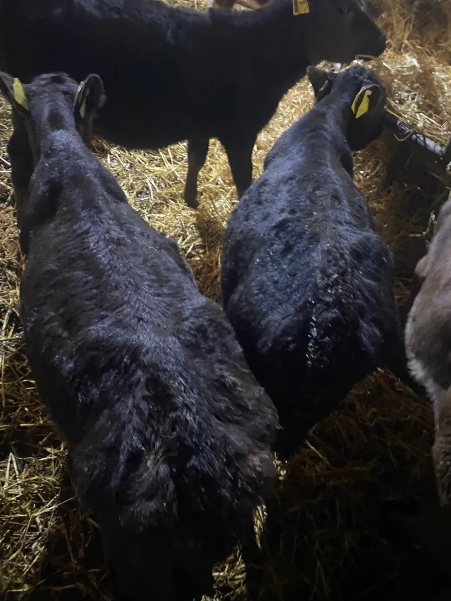 Reared calves - Image 2