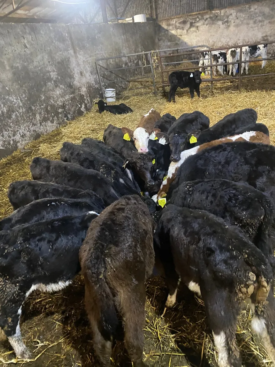 Reared calves - Image 3