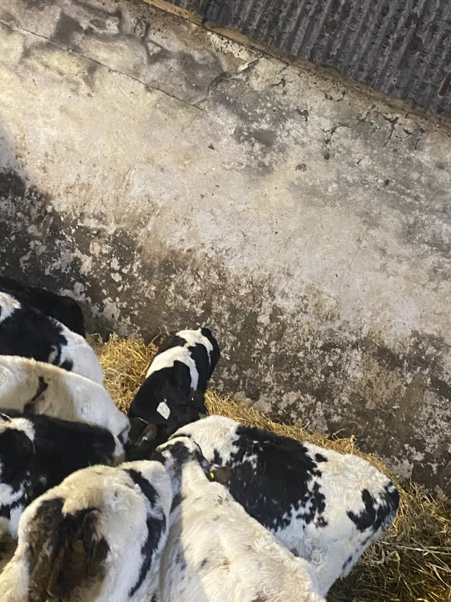 Reared calves - Image 4