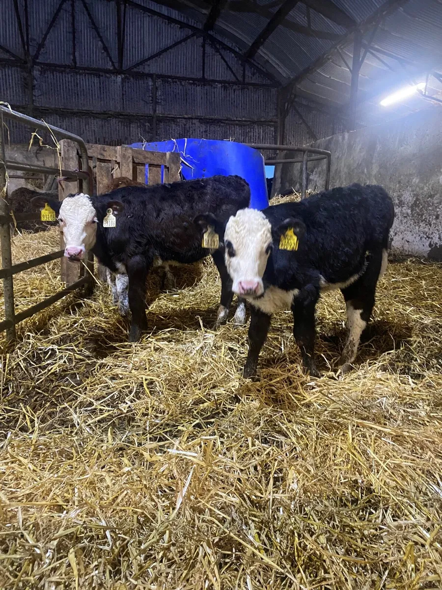 Reared calves - Image 1