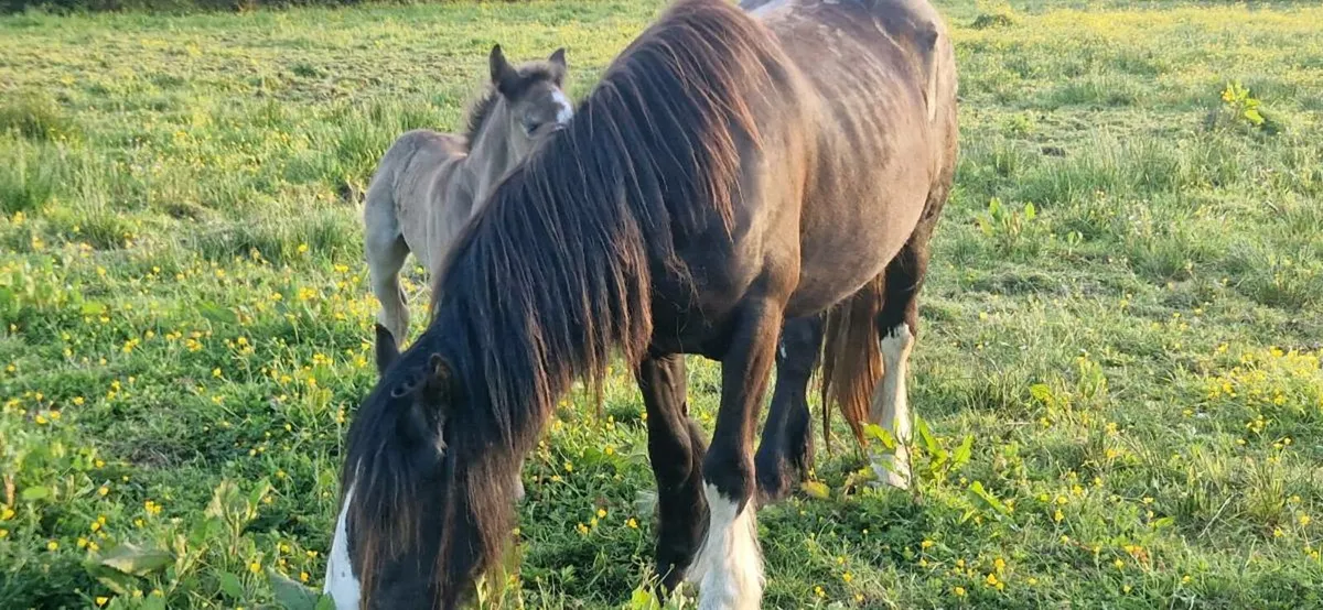 Mare and foal - Image 1