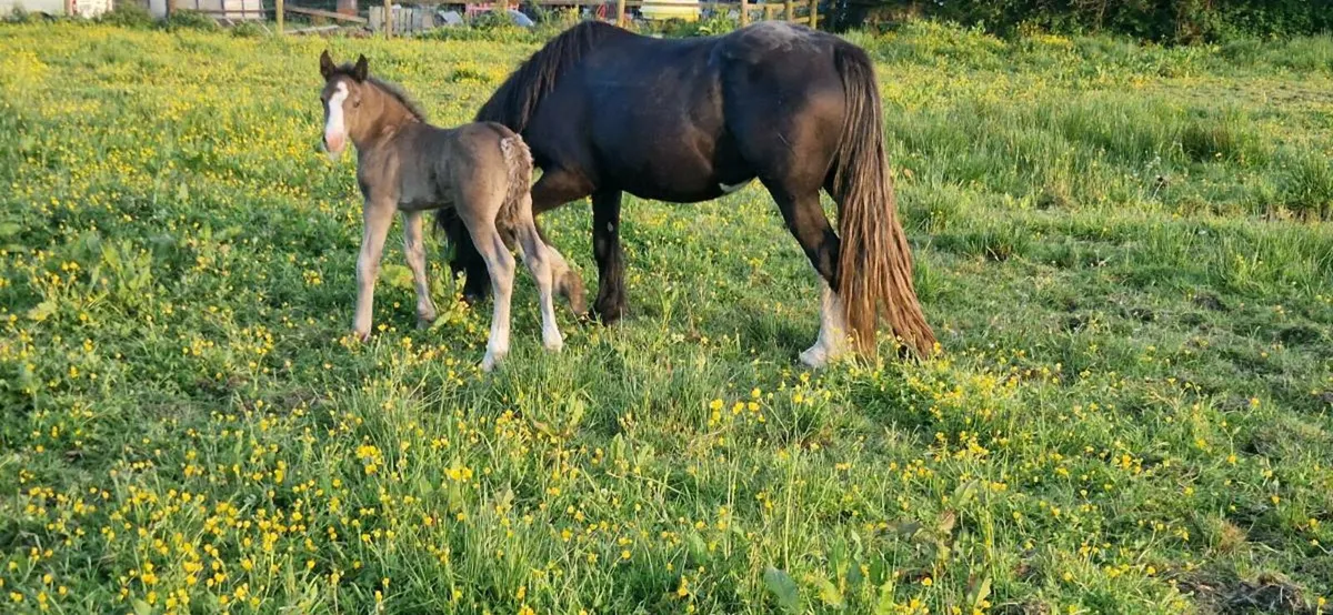 Mare and foal - Image 2