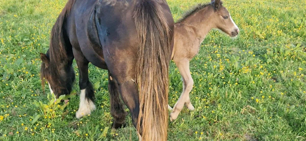 Mare and foal - Image 3