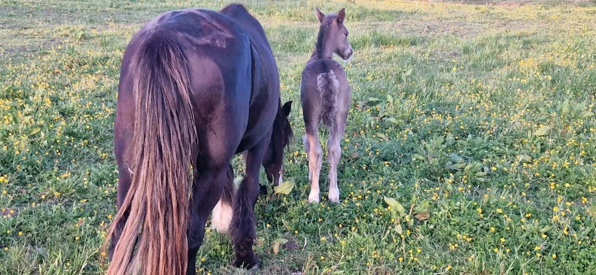 Mare and foal - Image 4