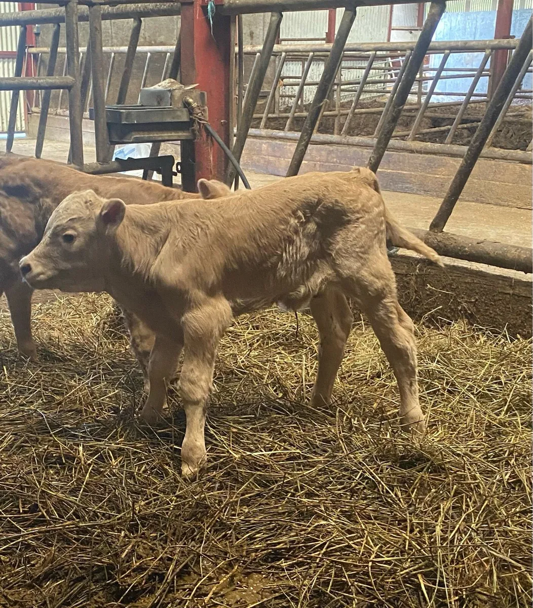 Bull calf - Image 1