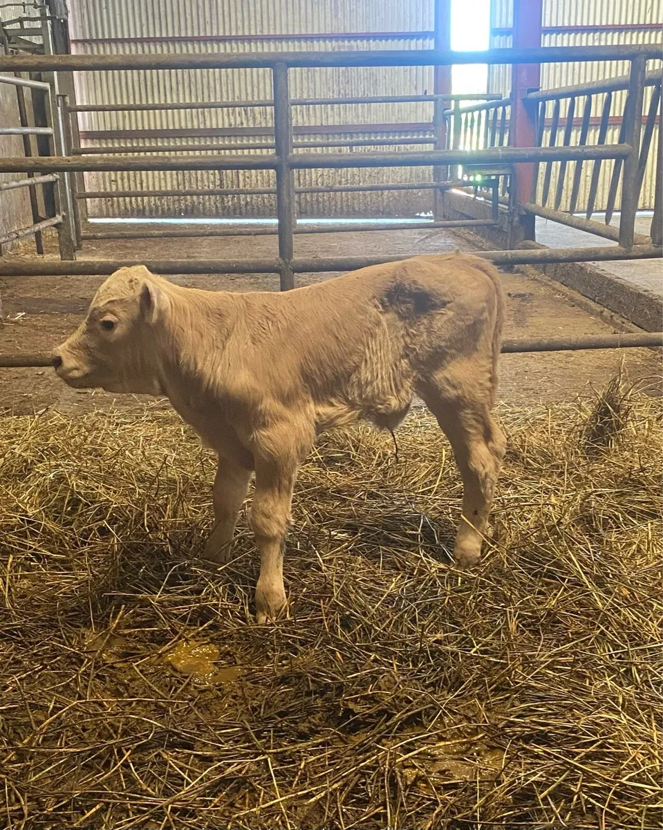 Bull calf - Image 2