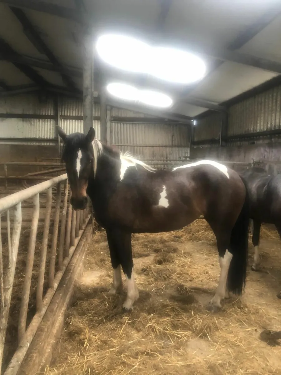 Corlough Clover Mare - Image 2