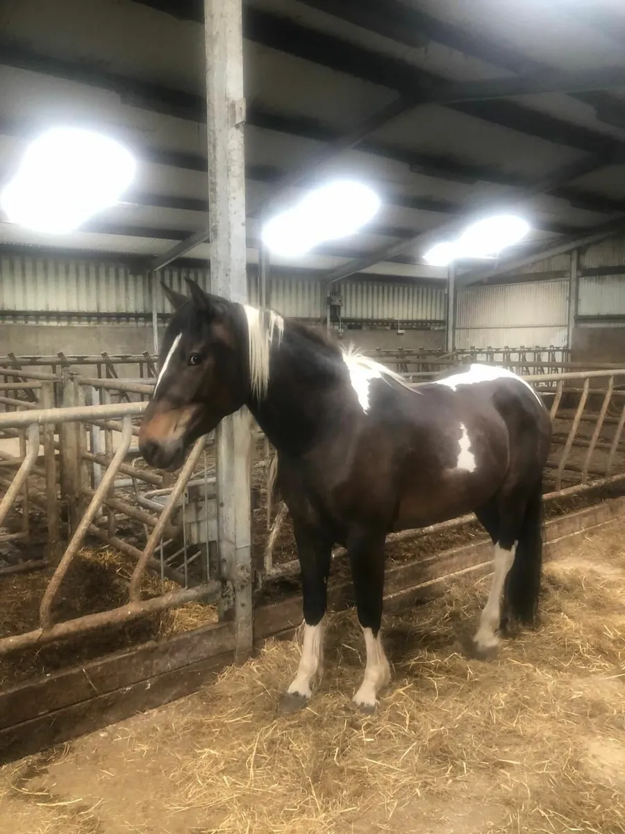Corlough Clover Mare - Image 3