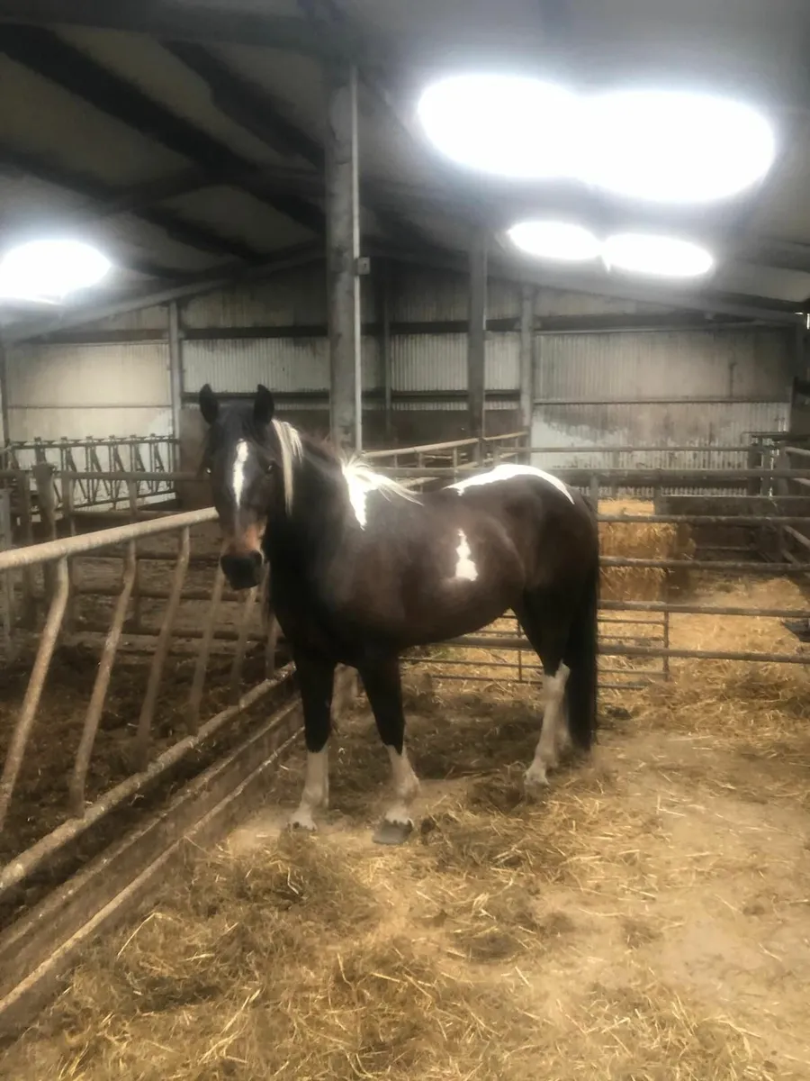 Corlough Clover Mare - Image 4