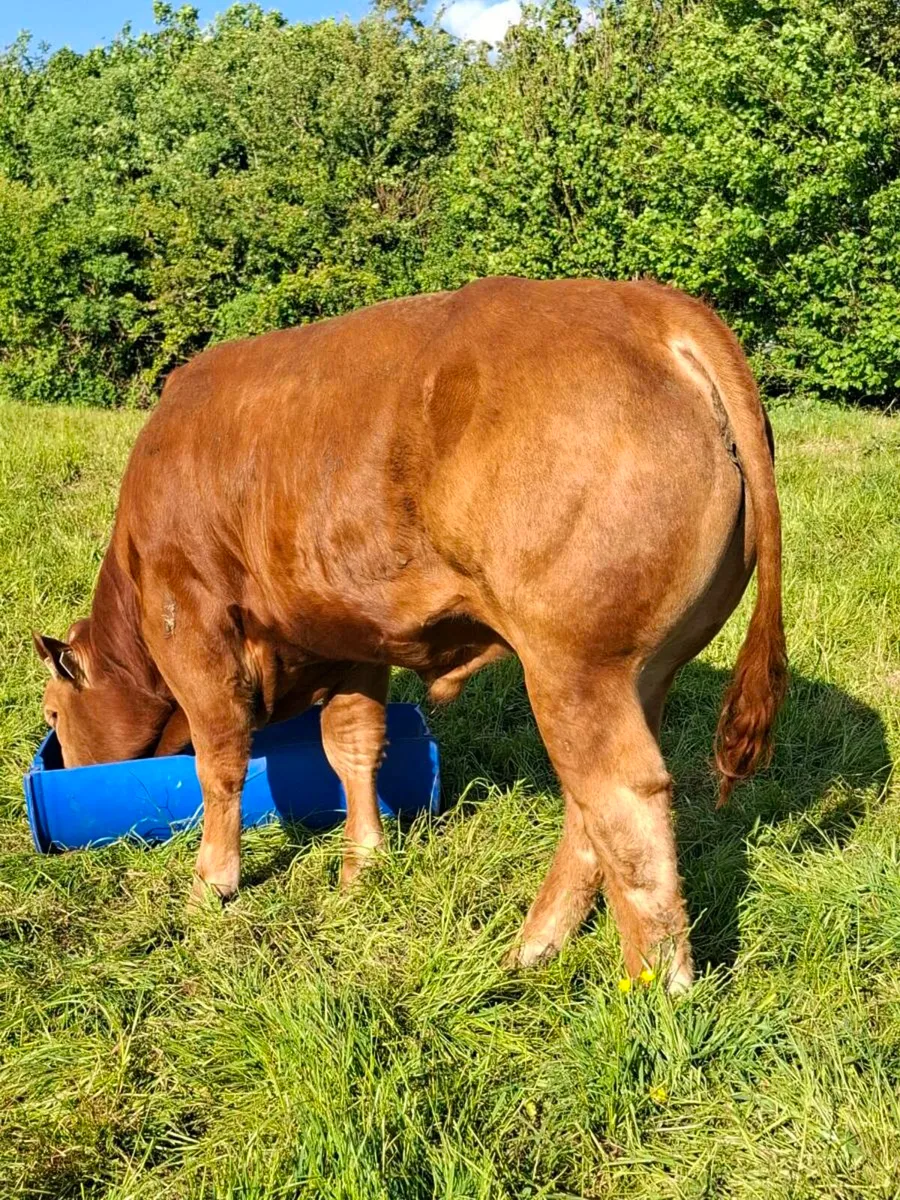 Ballinasloe mart pbr limousin bull - Image 2