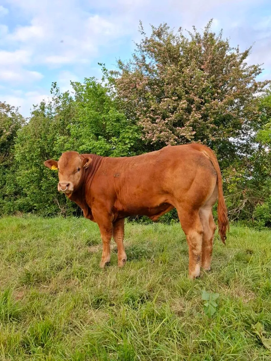 Ballinasloe mart pbr limousin bull - Image 3