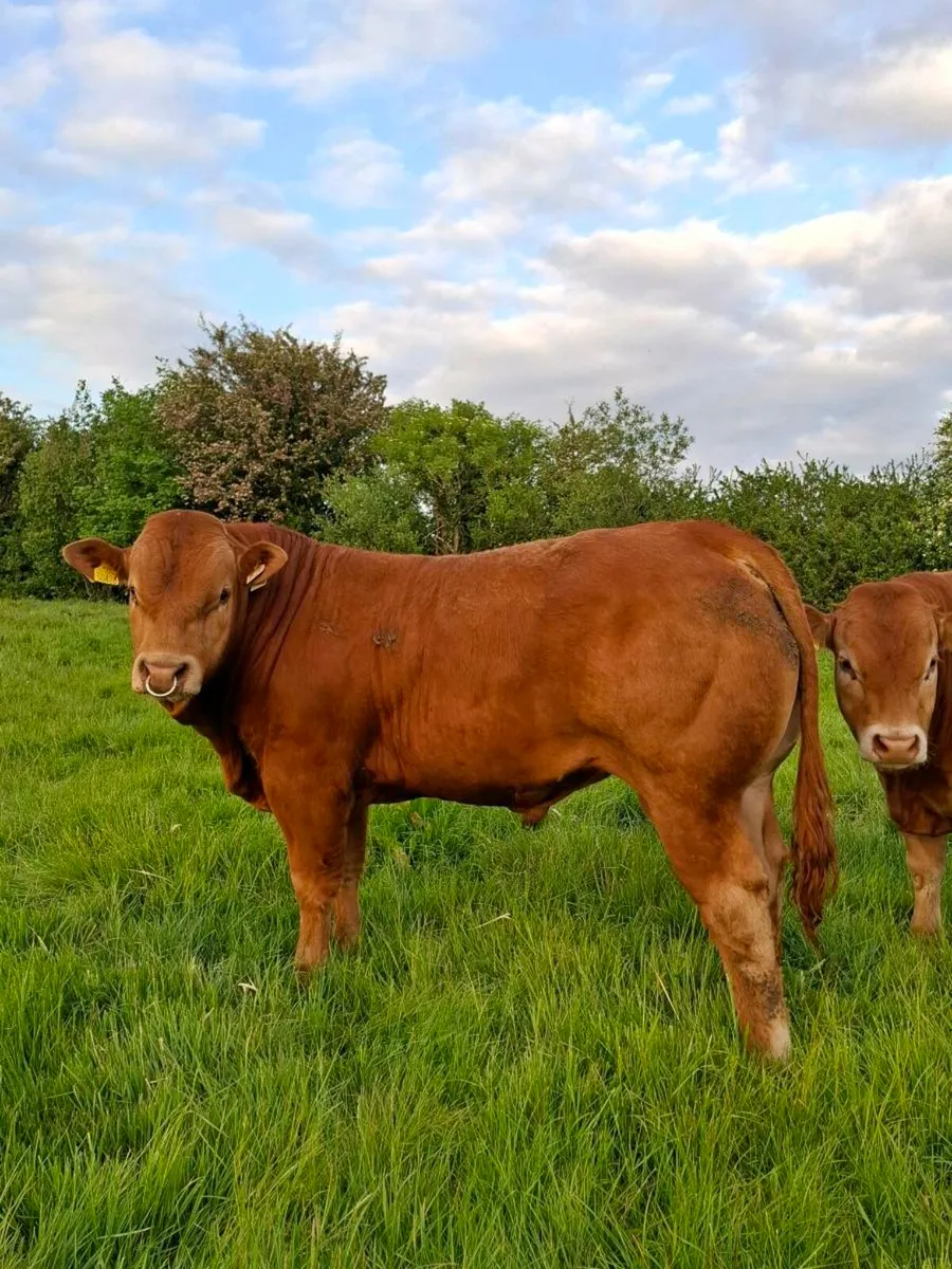 Ballinasloe mart pbr limousin bull - Image 4