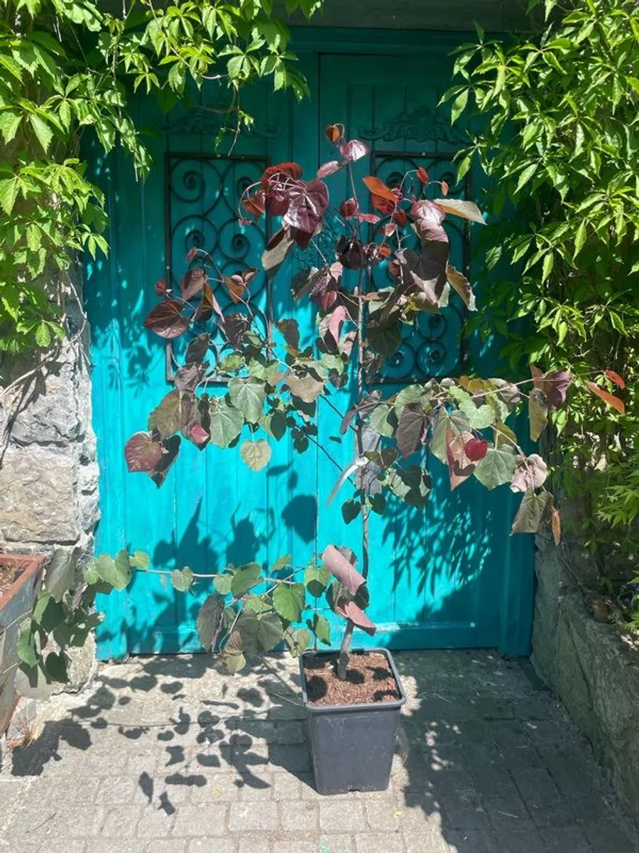 Gorgeous plants and pots - Image 4