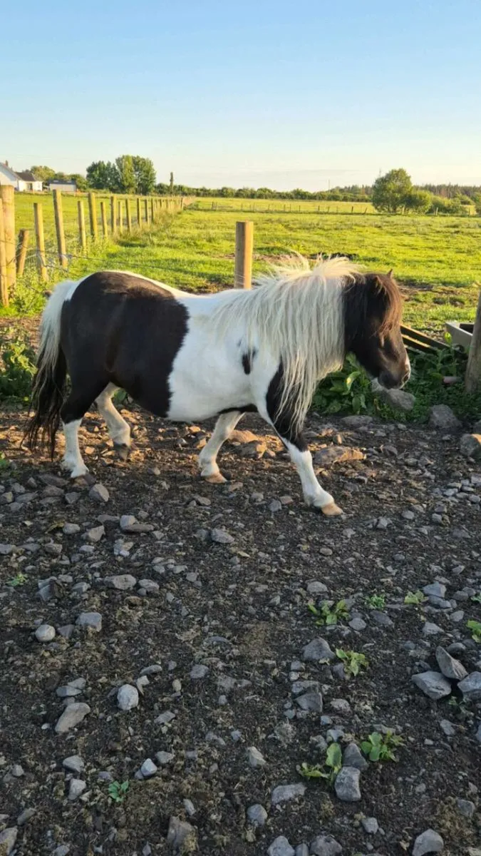 Miniature Mare - Image 1