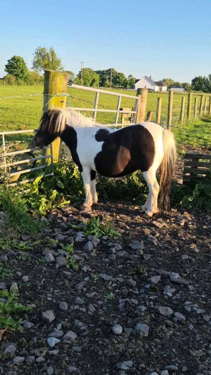 Miniature Mare - Image 2