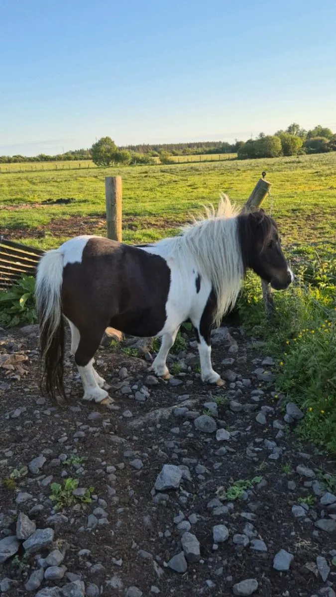 Miniature Mare - Image 3