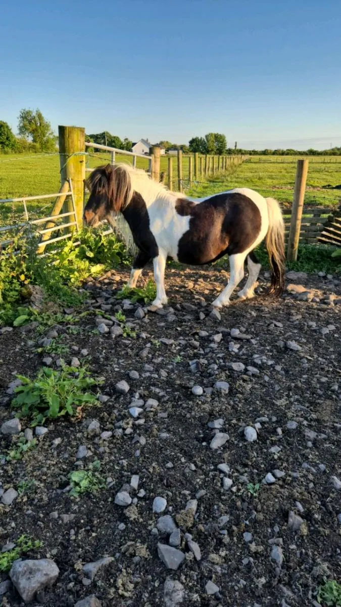 Miniature Mare - Image 4