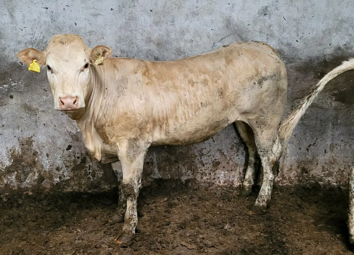 Blonde heifers - Image 1