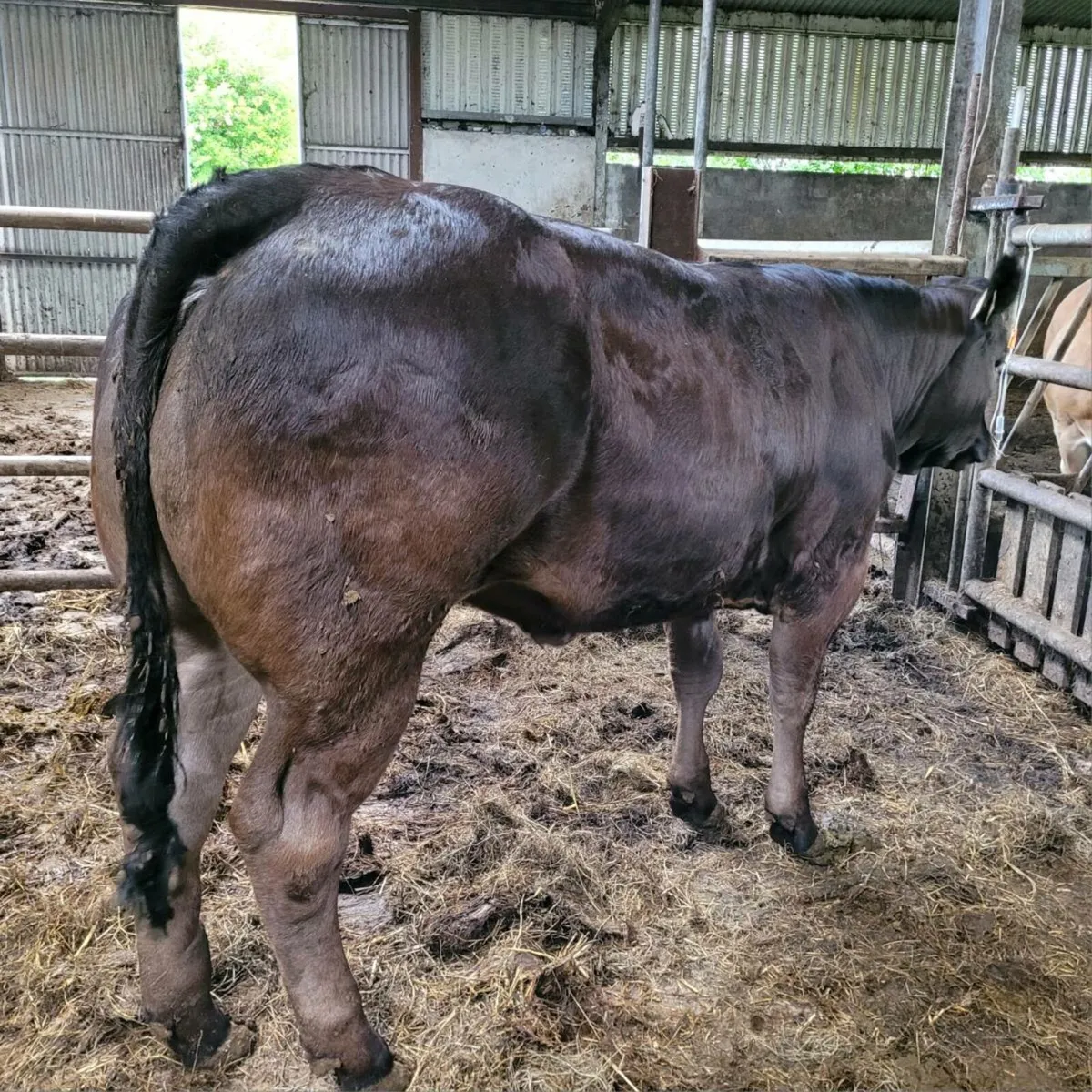 Blonde heifers - Image 3