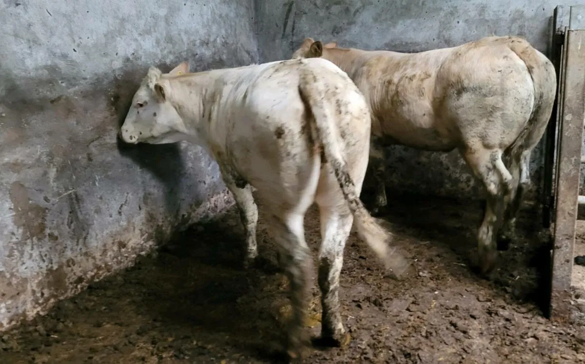 Blonde heifers - Image 4
