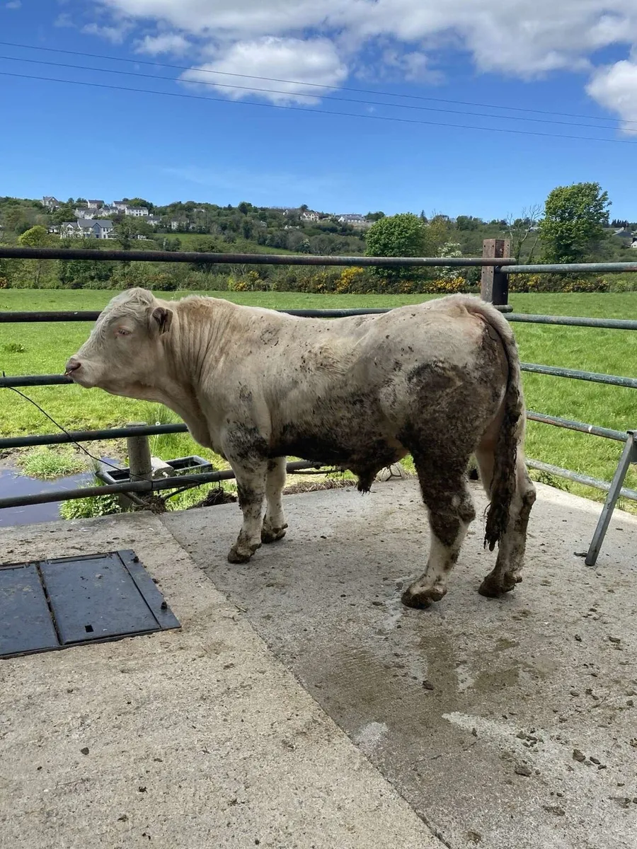 Pb breeding bull - Image 1