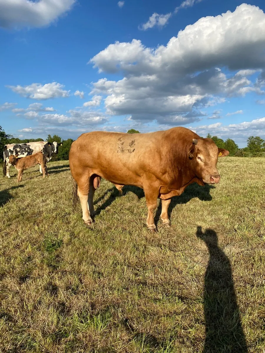 PB Limousin Bull - Image 1