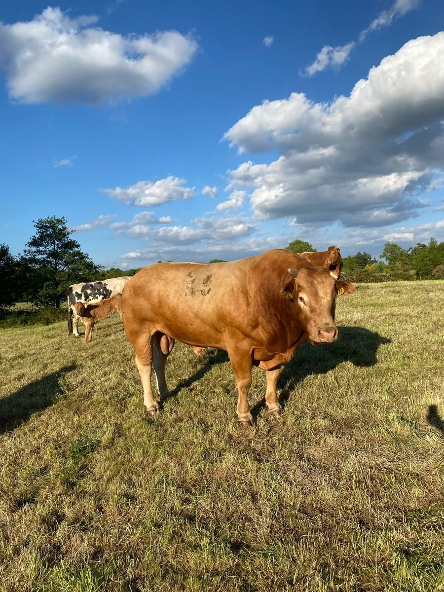 PB Limousin Bull - Image 3