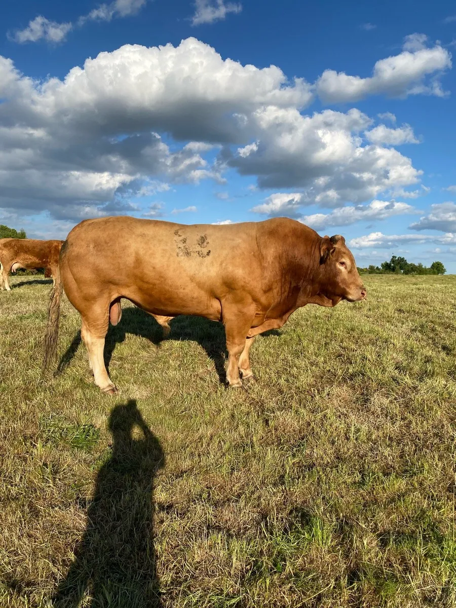 PB Limousin Bull - Image 4
