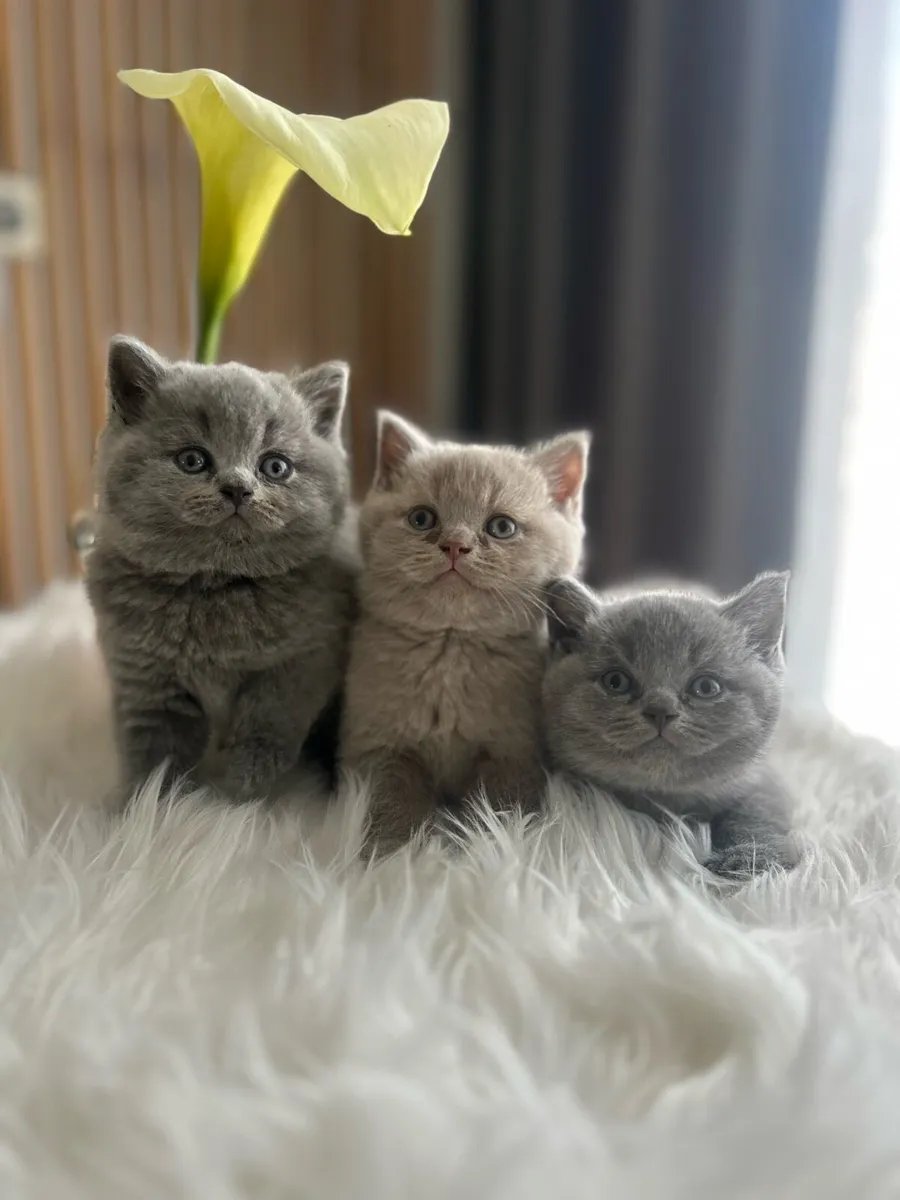 GCCFI Registered British Shorthair - Image 1