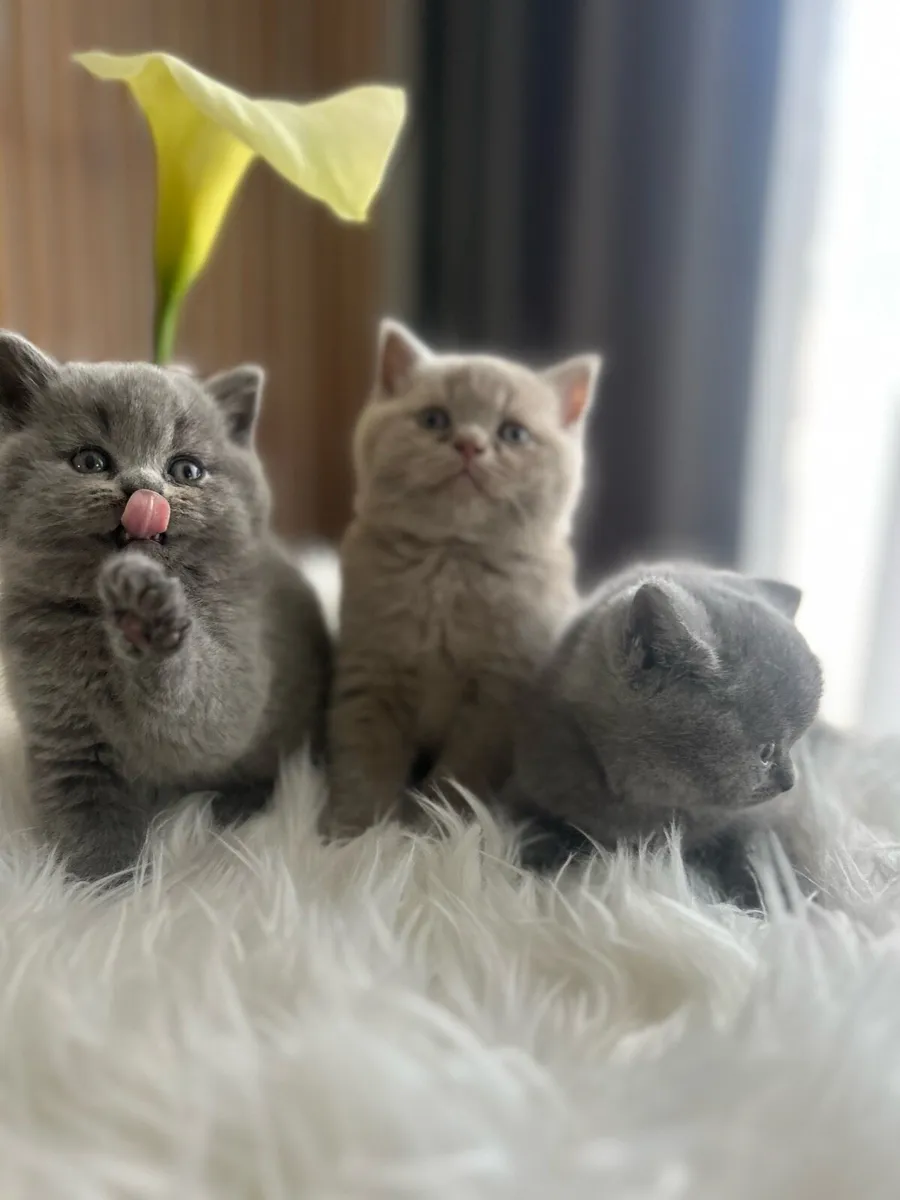 GCCFI Registered British Shorthair - Image 2