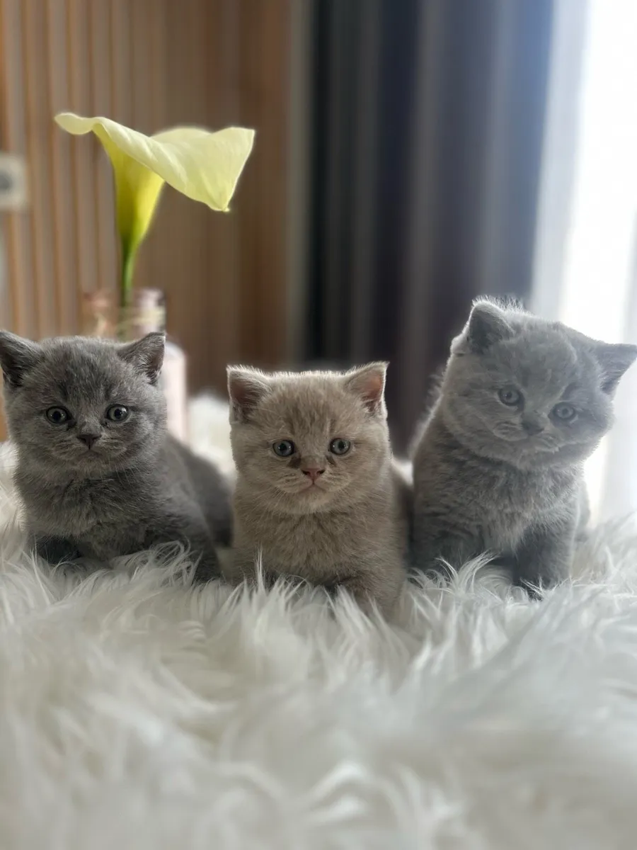 GCCFI Registered British Shorthair - Image 3