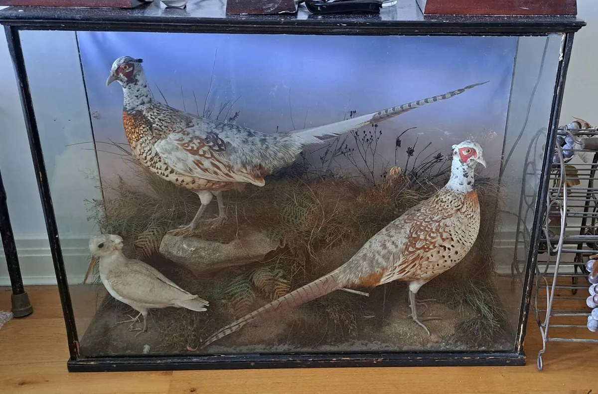 Antique Birds - Image 1