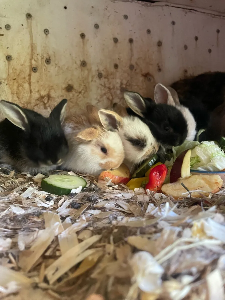 Lop rabbits - Image 1