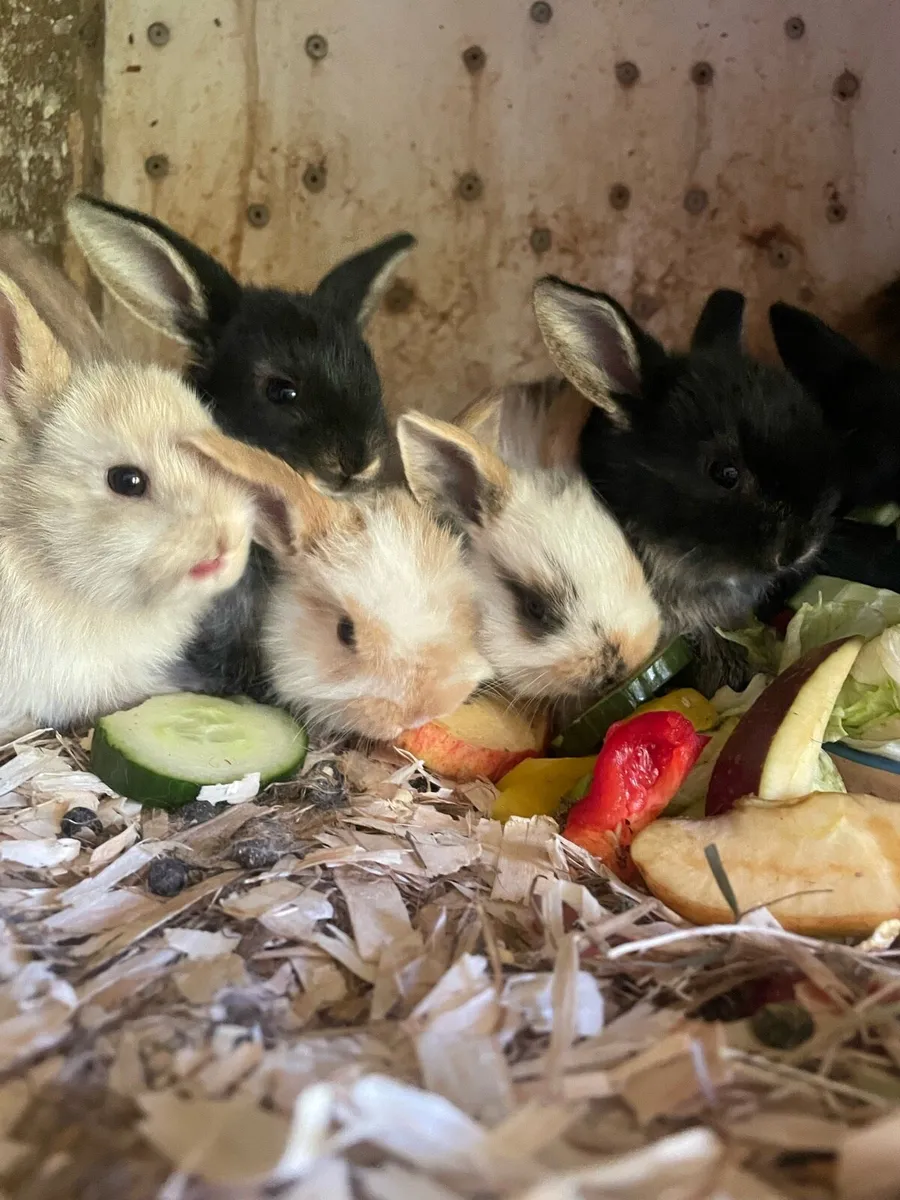 Lop rabbits - Image 2