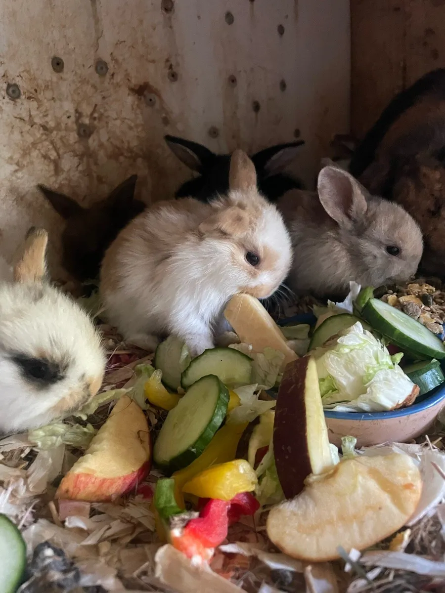 Lop rabbits - Image 3