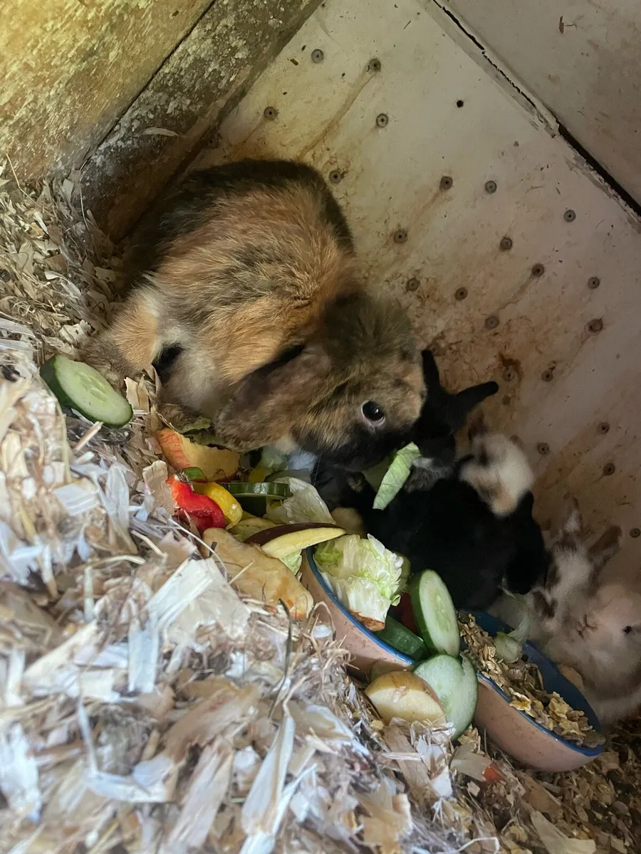 Lop rabbits - Image 4