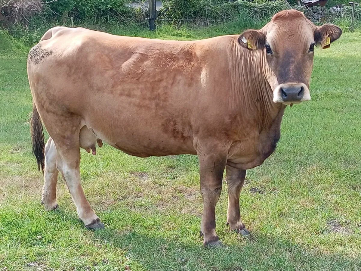 Cows with calves at foot - Image 2