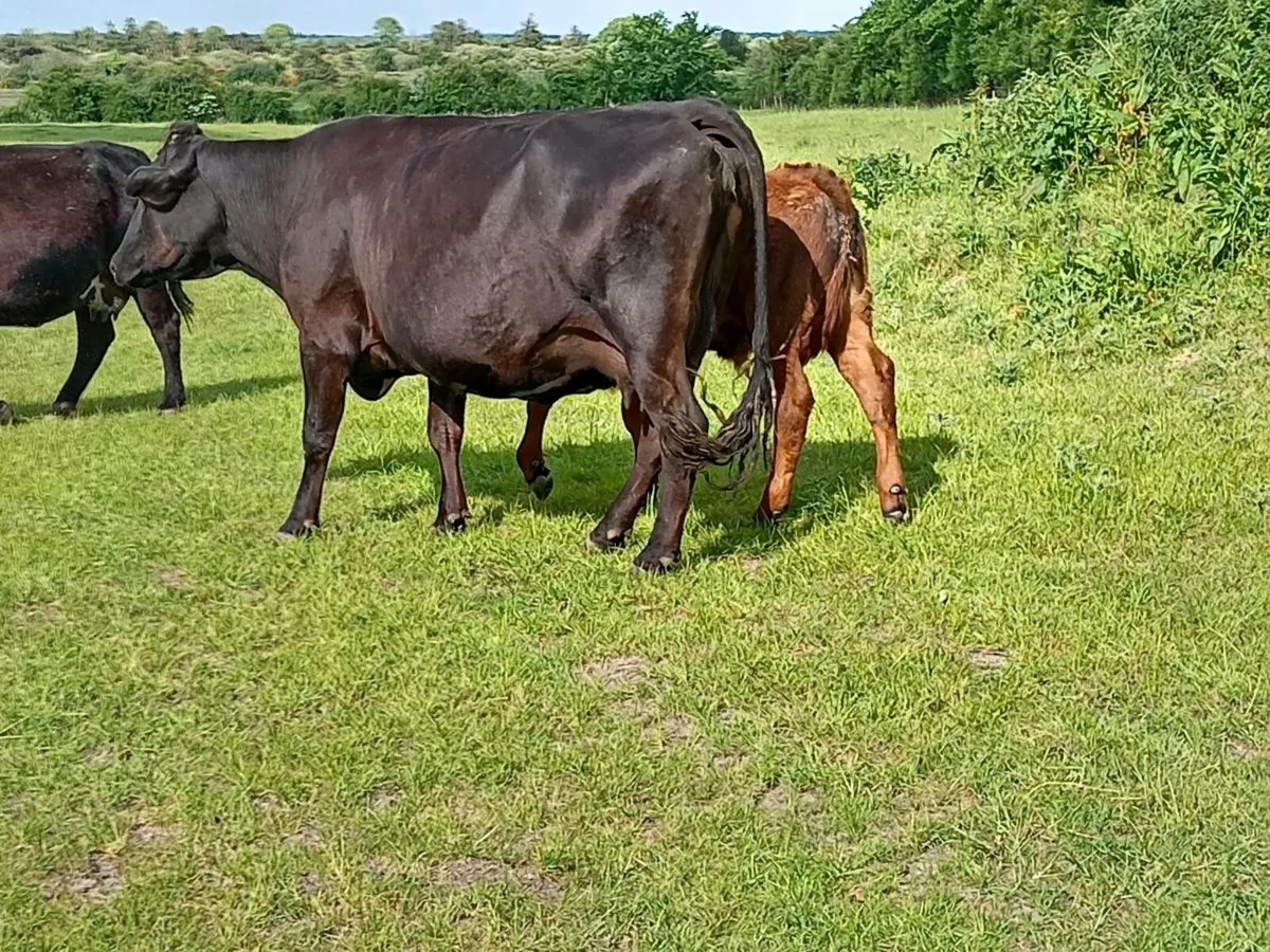 Cows with calves at foot - Image 3