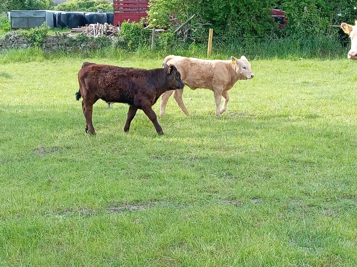 Cows with calves at foot - Image 4