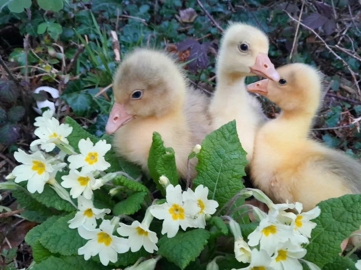 Goslings - Image 1