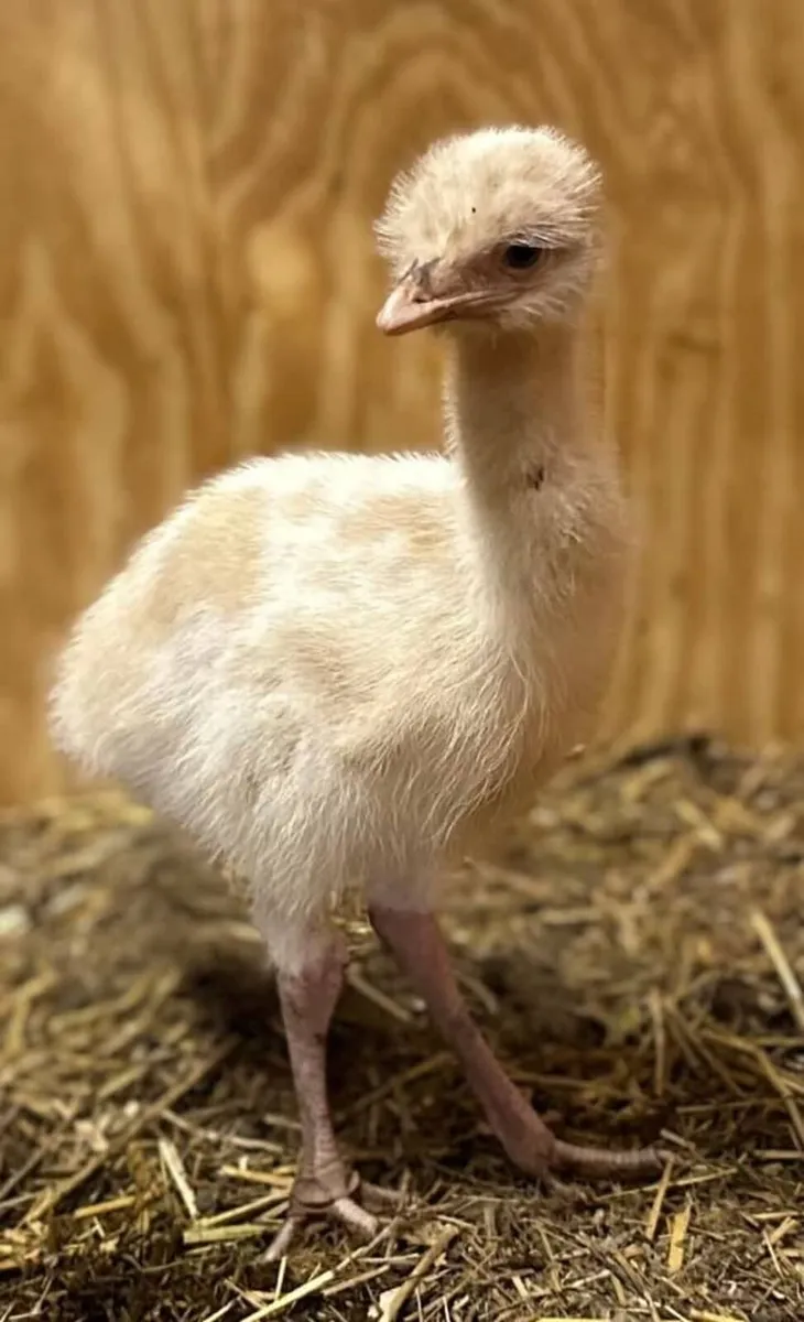 Emu birds - Image 1