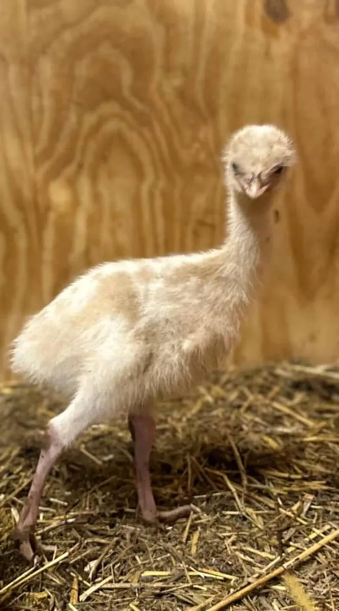 Emu birds - Image 2