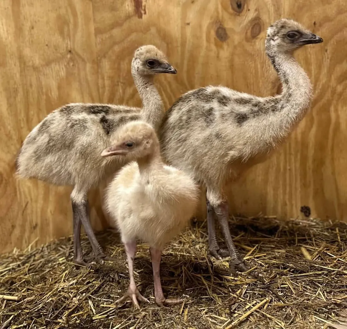 Emu birds - Image 3