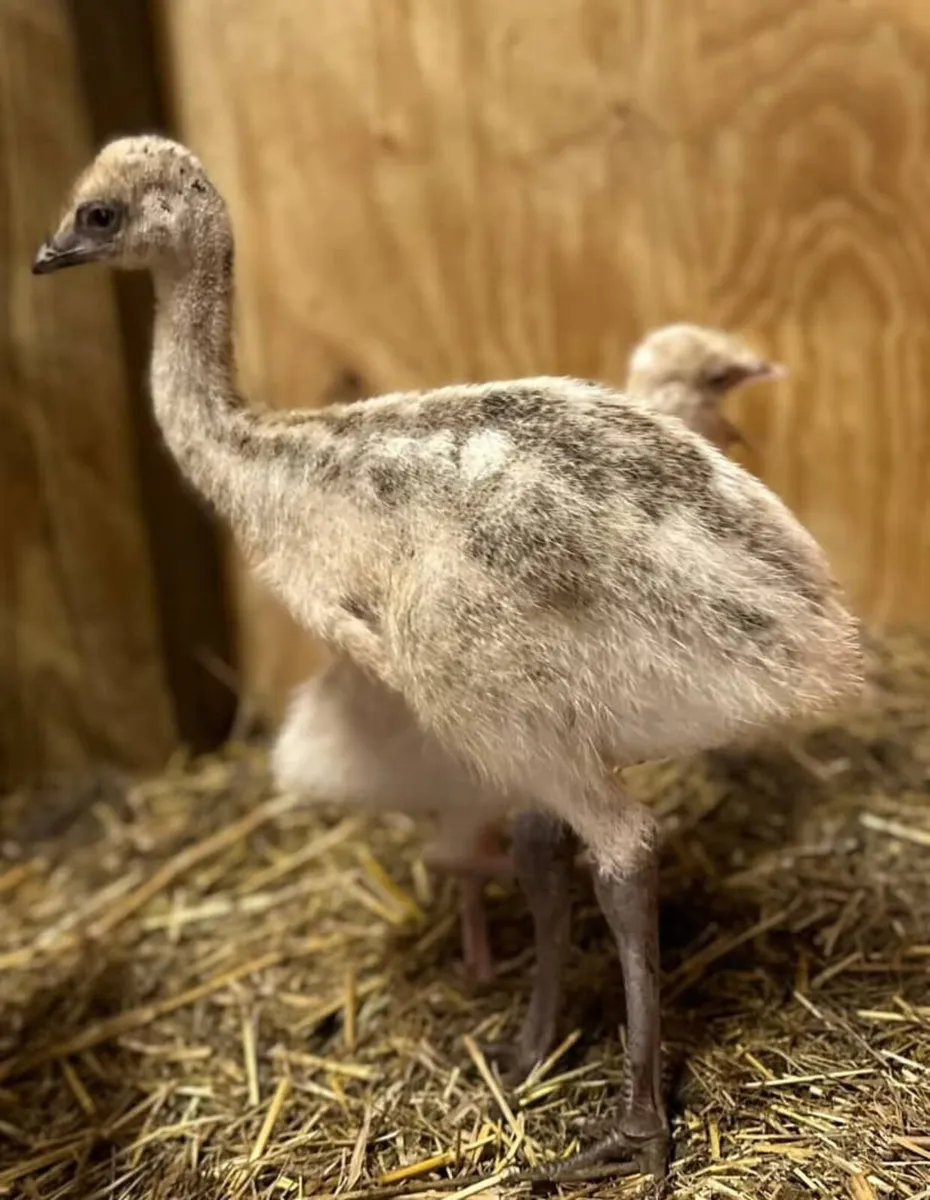 Emu birds - Image 4