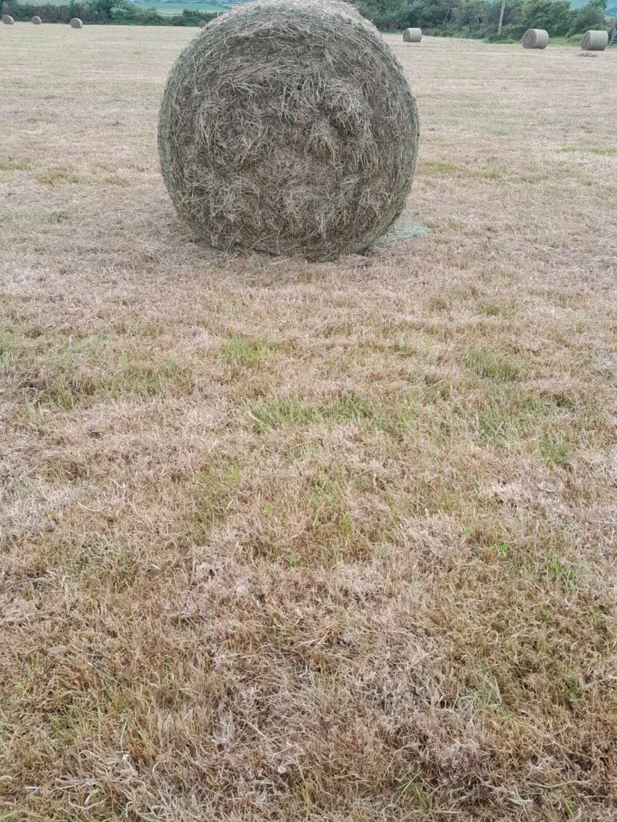 Hay - Image 1